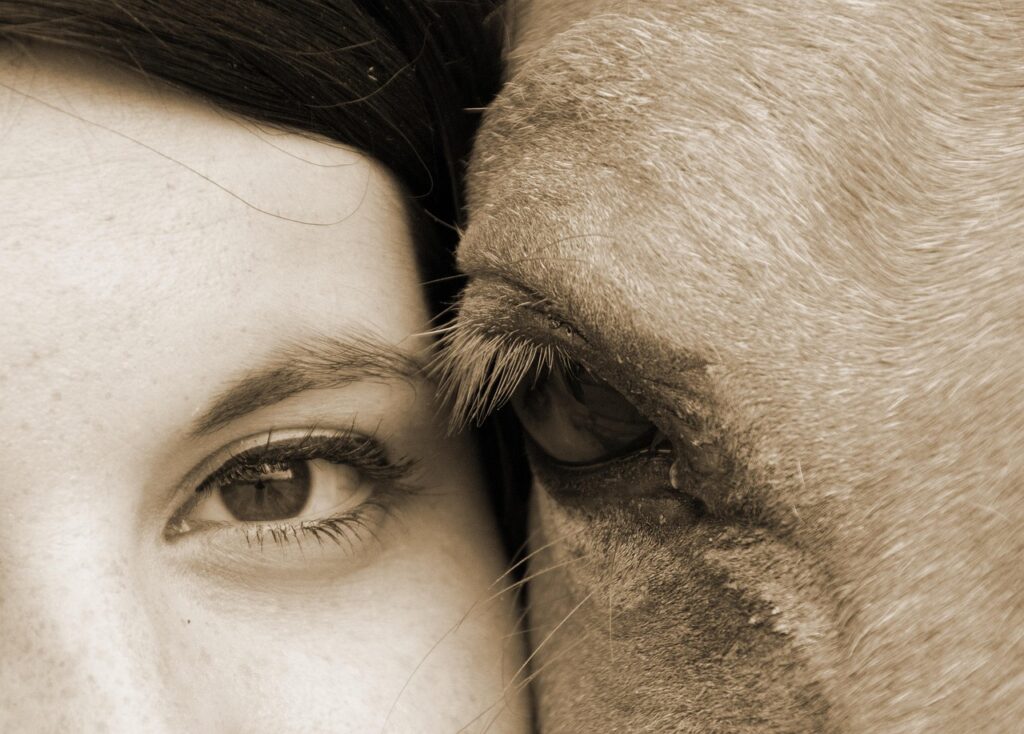 horse, human, friendship, animal, eyes, ride, brown horse, brown human, nature, brown friendship