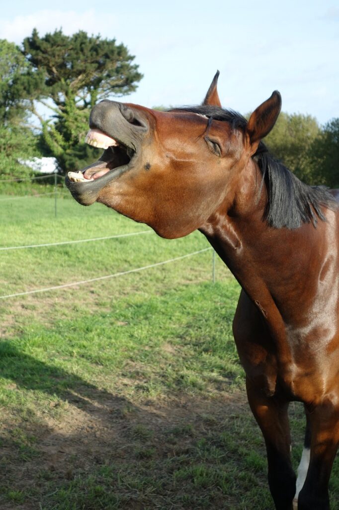 gfa3b46dc526a57e7ecfe586427df68cdc3677ecd8882c2cb316d841c2b8689143b215a5277883bf731e1a814174a934c82608c884400c70d4124886541550a05_1280-5236529 horse, nature, horse no tack, bay horse, beautiful horse, warmblood horse, horse yawning