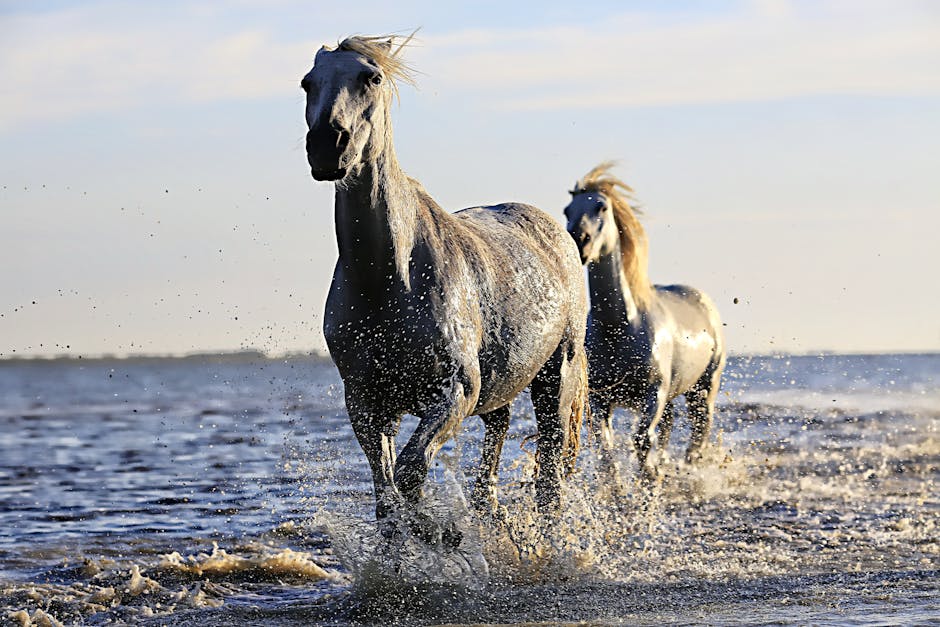 Majestic white horses galloping through water, capturing the essence of freedom and beauty.