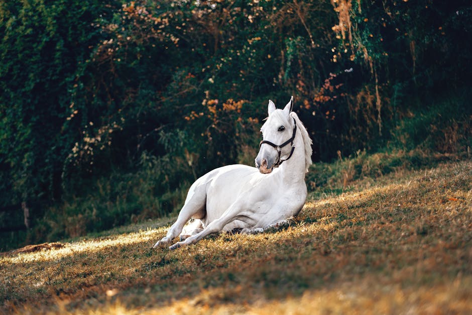 A beautiful white horse peacefully resting on a sunlit grassy field in nature.