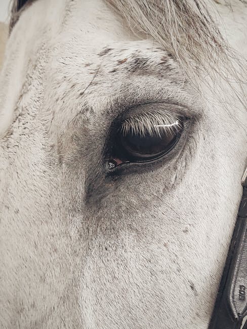 pexels-photo-2332836-2332836 Detailed close-up shot of a horse's eye showcasing its features in Voinești, Romania.